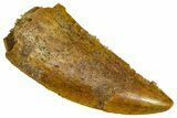 Serrated Raptor Tooth - Real Dinosaur Tooth #376807-1